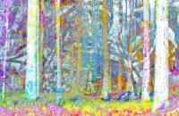 Woods