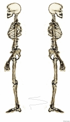 Skeleton-Left-Right